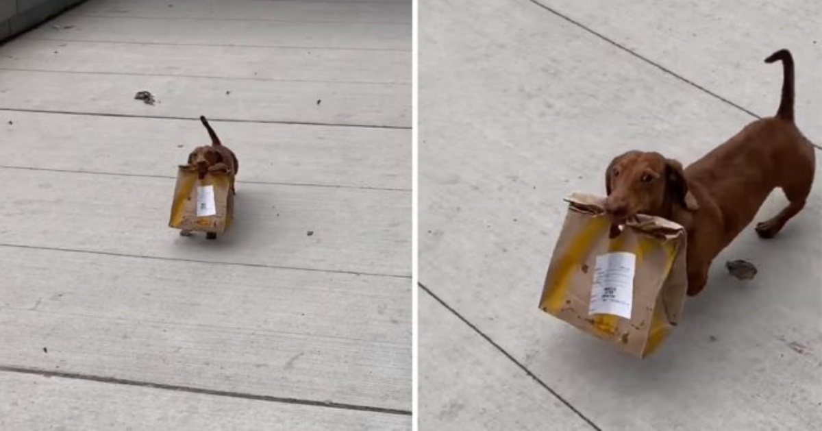 La storia di Oliver, il bassotto che consegna il cibo a domicilio: il video