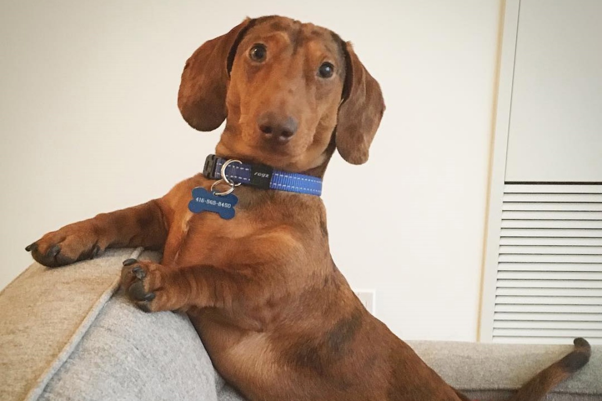 Oliver, il cagnolino che porta cibo a domicilio alla sua mamma