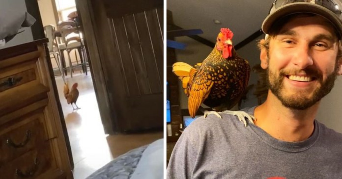 Quando Chaz ha aperto la porta per portare i suoi cuccioli a passeggio, un ospite speciale ha deciso di fare irruzione in casa
