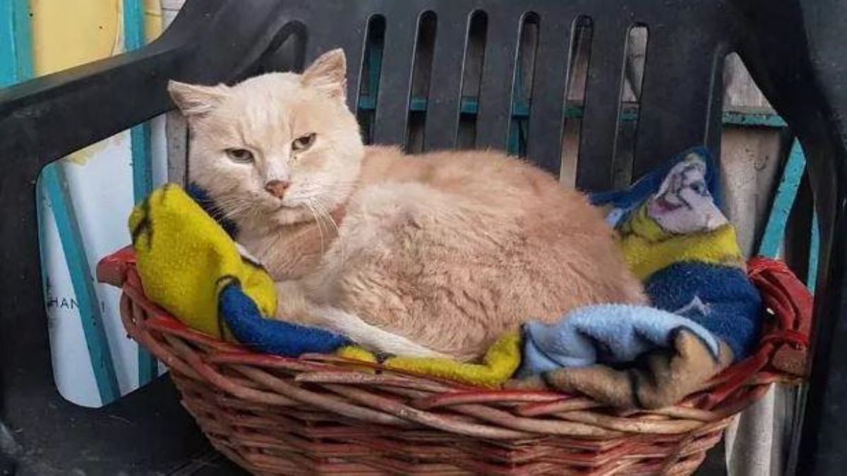Morto il gatto Rosy