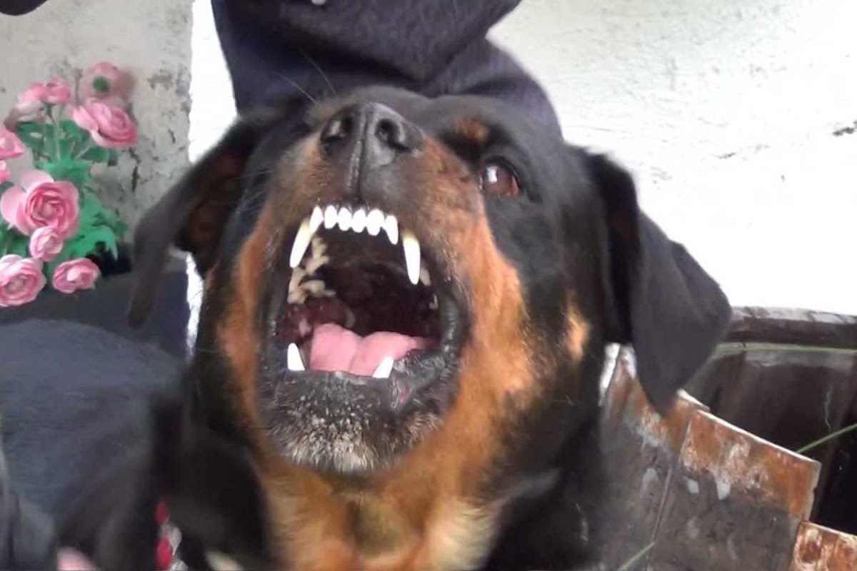 Rottweiler aggressivo