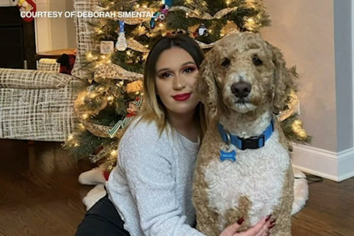 Simental Sarah davanti a un albero di Natale con il cane