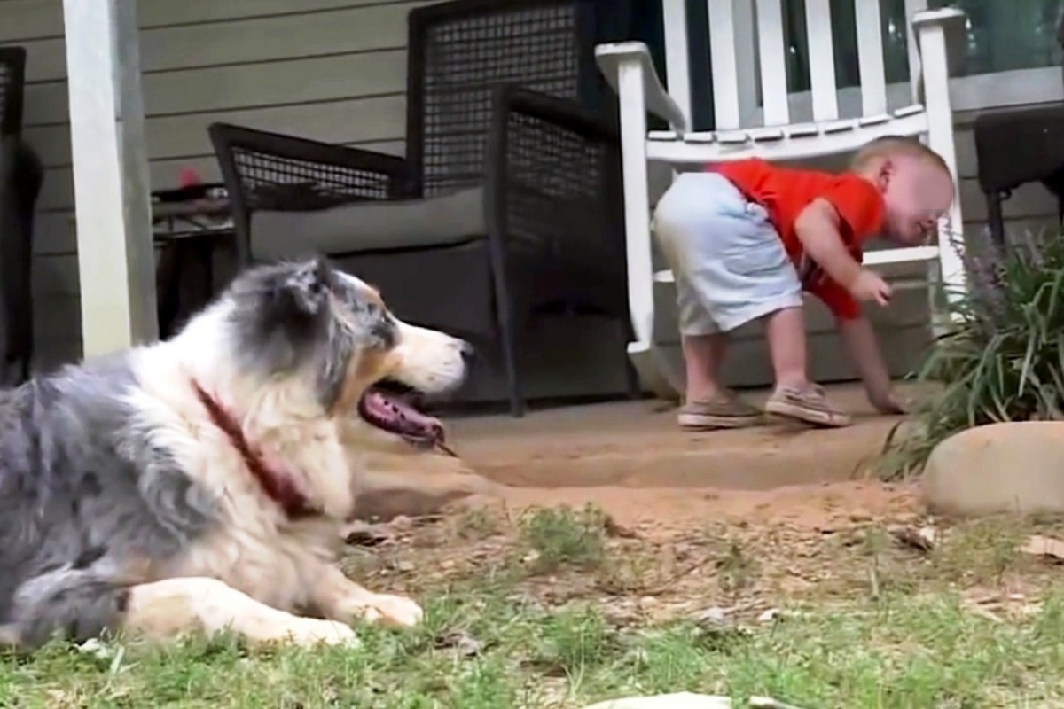Il cane Shiloh salva il suo padroncino