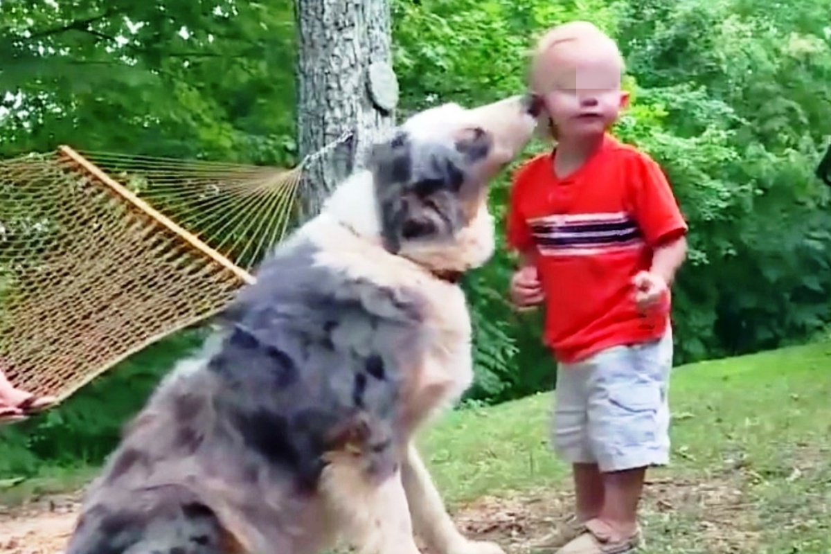 Il cane Shiloh salva il suo padroncino