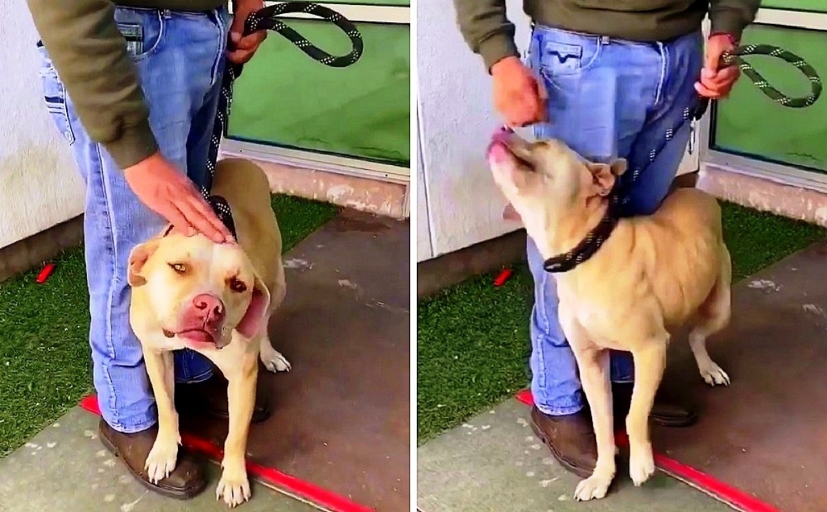 La storia del cane Simba