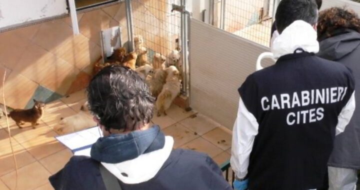 ANCONA - Orrore in un allevamento, individuato un focolaio di Brucella canis: i Carabinieri lanciano l'allarme. Ecco cosa dovete fare
