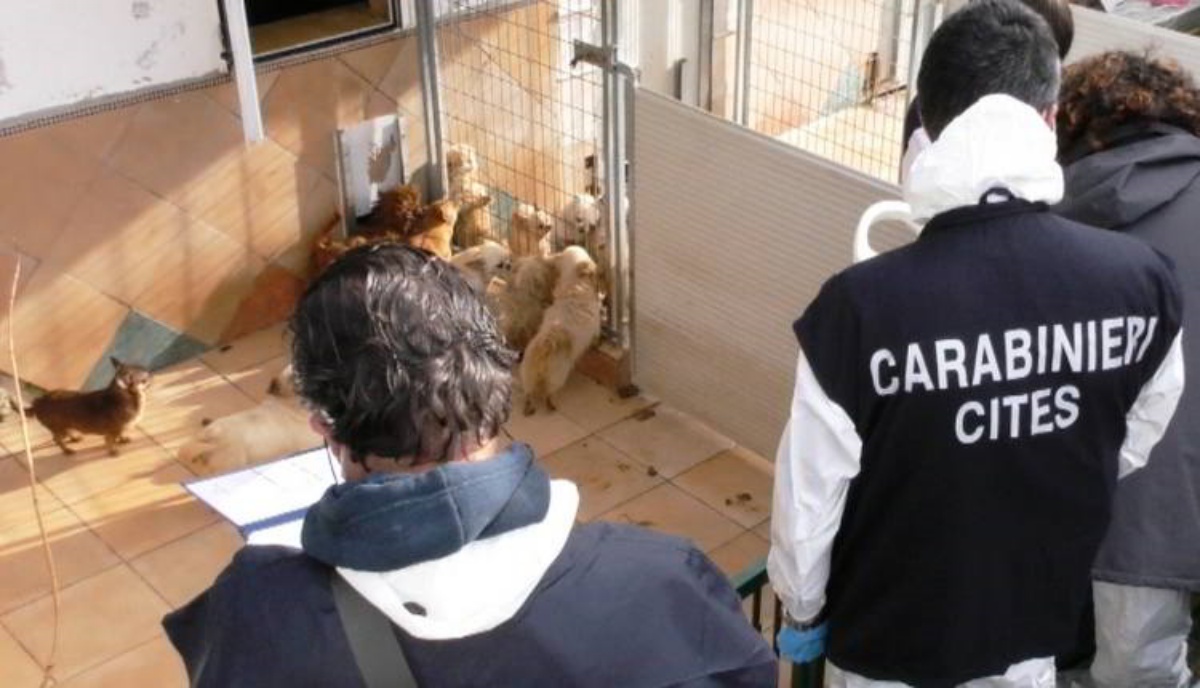 ANCONA – Orrore in un allevamento, individuato un focolaio di Brucella canis: i Carabinieri lanciano l’allarme. Ecco cosa dovete fare