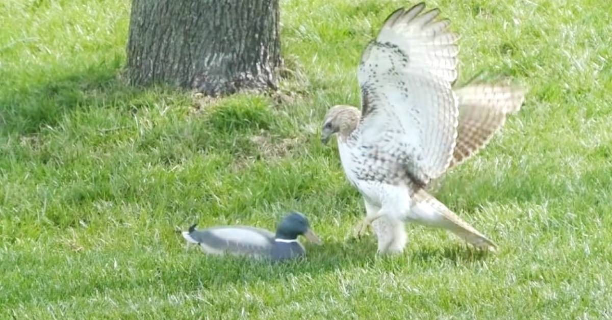 Un falco perplesso non riesce a capire come mai l’anatroccolo non sembra avere paura di lui (video)