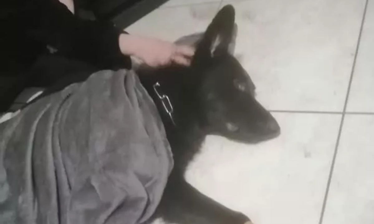 Cane investito mentre cerca di proteggere la sua padrona da una crisi epilettica: tanta la rabbia per il codardo gesto del conducente