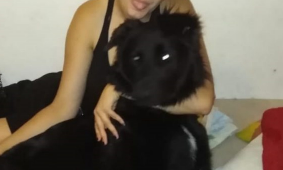 Anubi, il cane investito