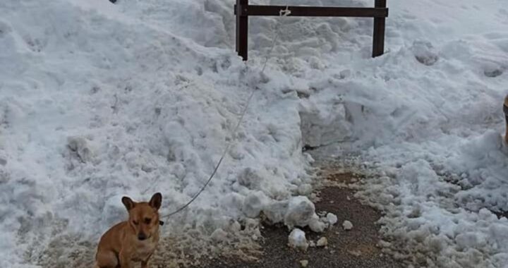 Cagnetto minuscolo abbandonato legato nella neve a -3°. Nella notte le temperature sarebbero scese fino a -13° ma un passante si è accorto di lui