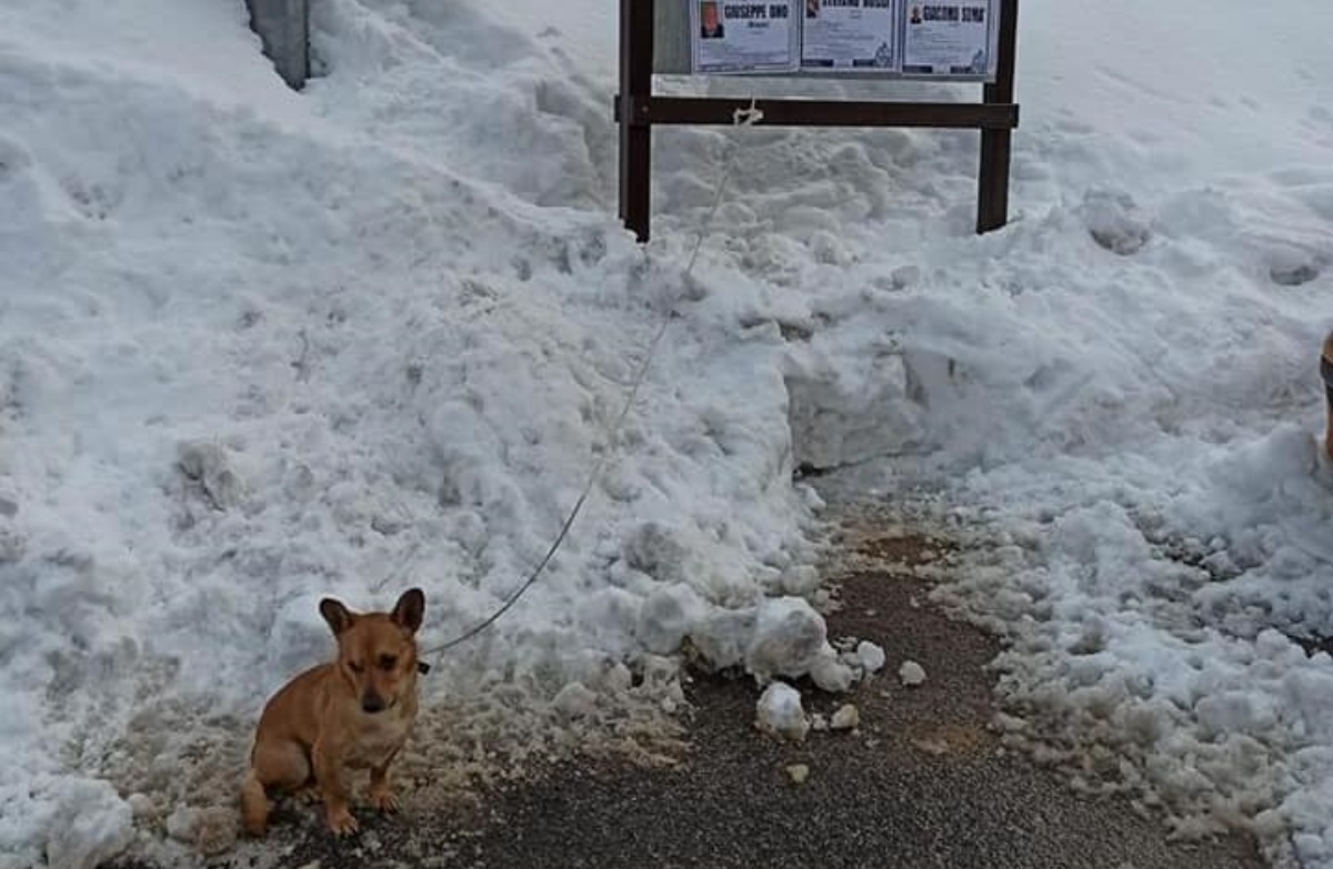 Cagnetto minuscolo abbandonato legato nella neve a -3°. Nella notte le temperature sarebbero scese fino a -13° ma un passante si è accorto di lui