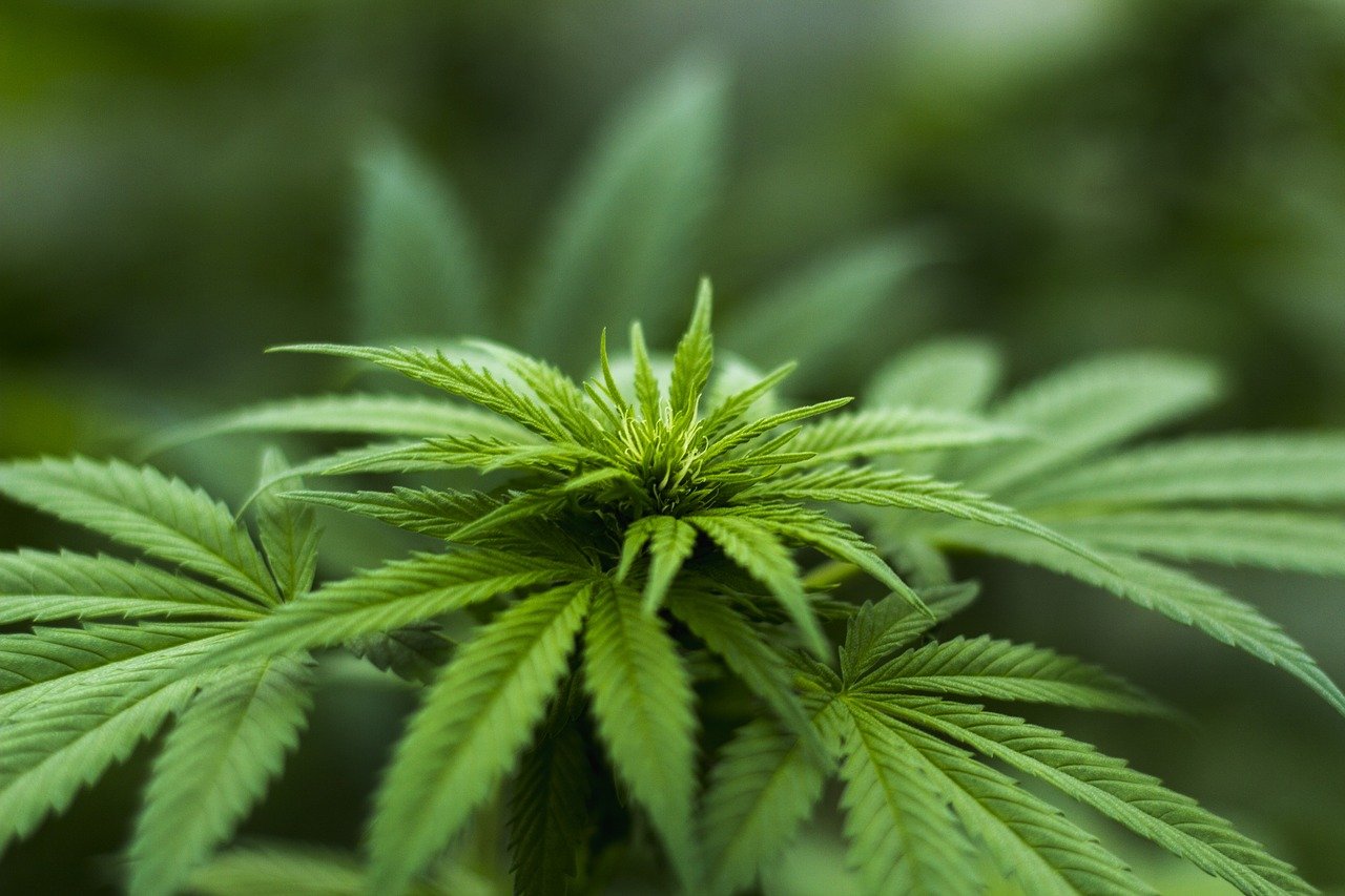 Foglia della pianta della cannabis