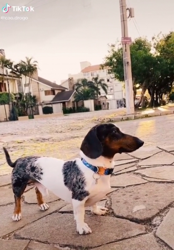 Il cane diventato famoso su Tik Tok