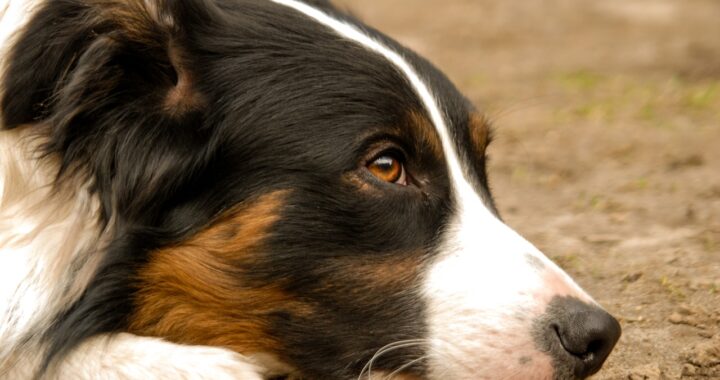Cucciolo di Border Collie resta chiuso in un garage senza cibo né acqua per 14 giorni: il proprietario era in prigione