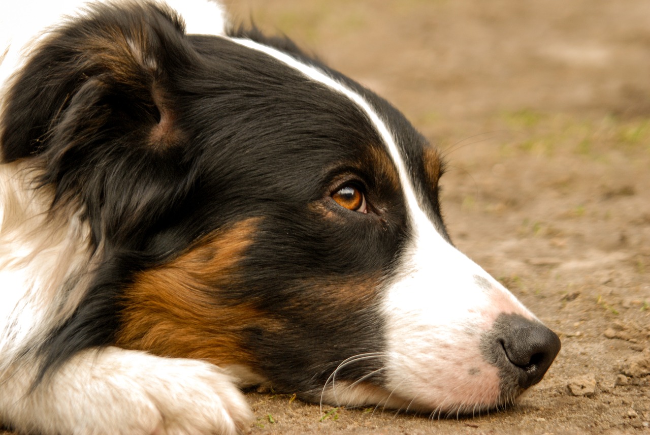 Border Collie solo in garage