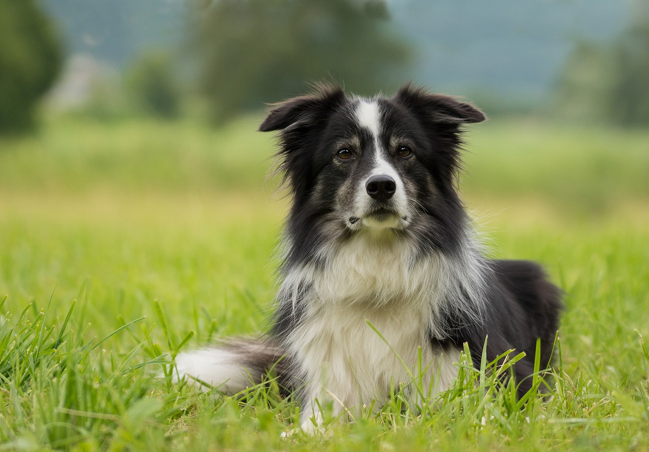 Il salvataggio del cane abbandonato