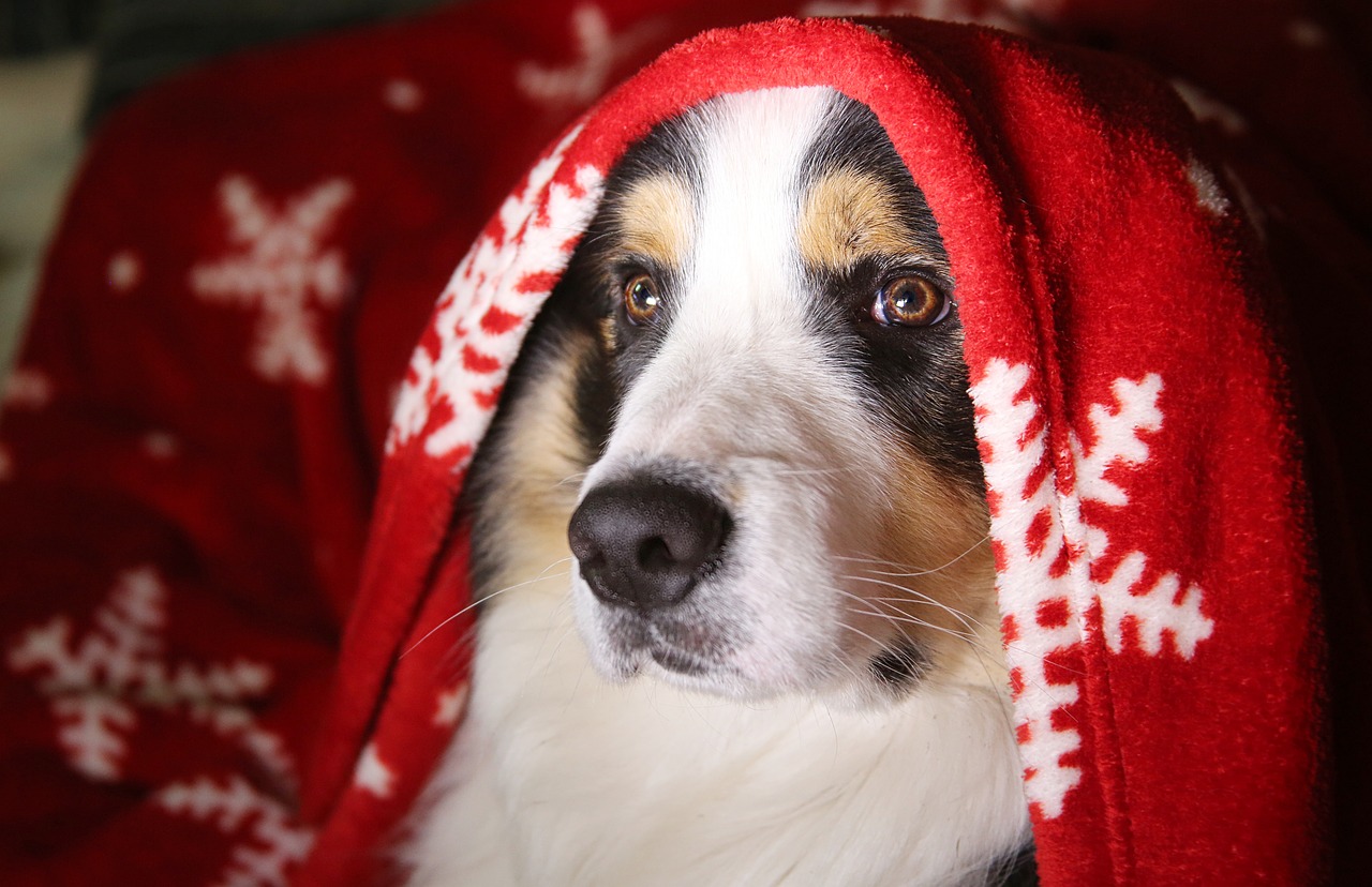 Cane rimasto senza padroni