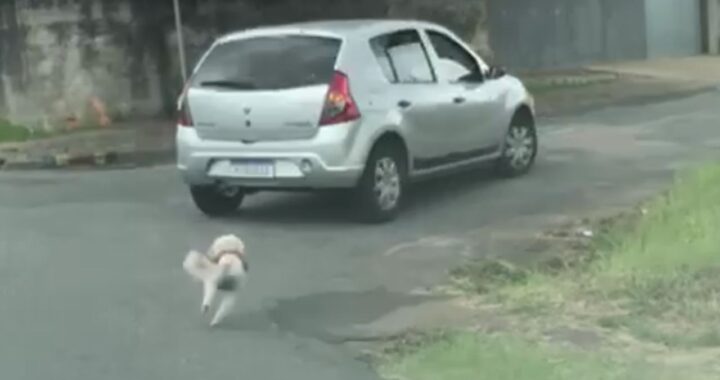 Cagnolina rincorre disperata la macchina dell'uomo che l'ha appena abbandonata. Il video condiviso da tutti ha cambiato la sua vita