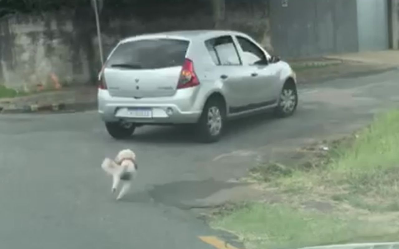 Cagnolina rincorre disperata la macchina dell’uomo che l’ha appena abbandonata. Il video condiviso da tutti ha cambiato la sua vita