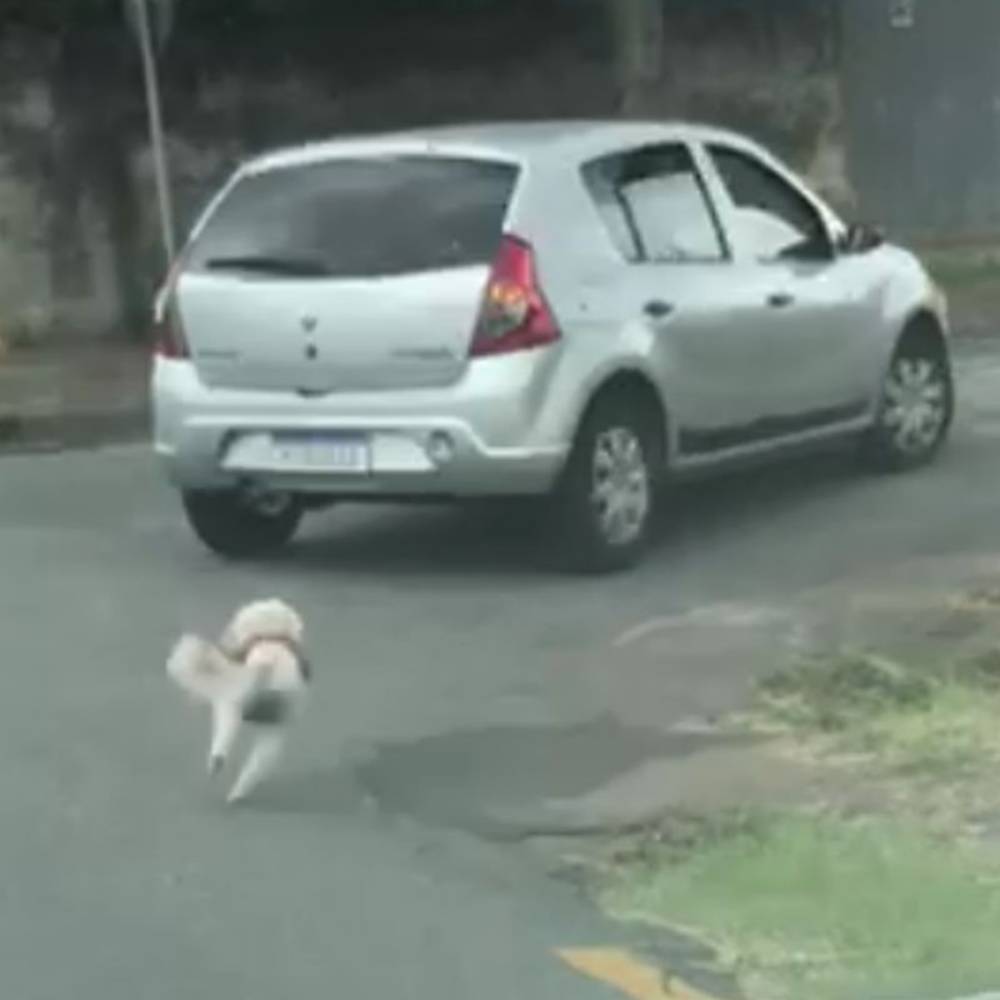 macchina inseguita ca cagnolina abbandonata