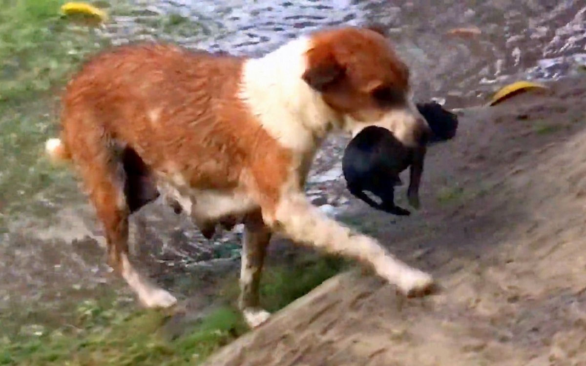 Cagnolina randagia salva i suoi cuccioli