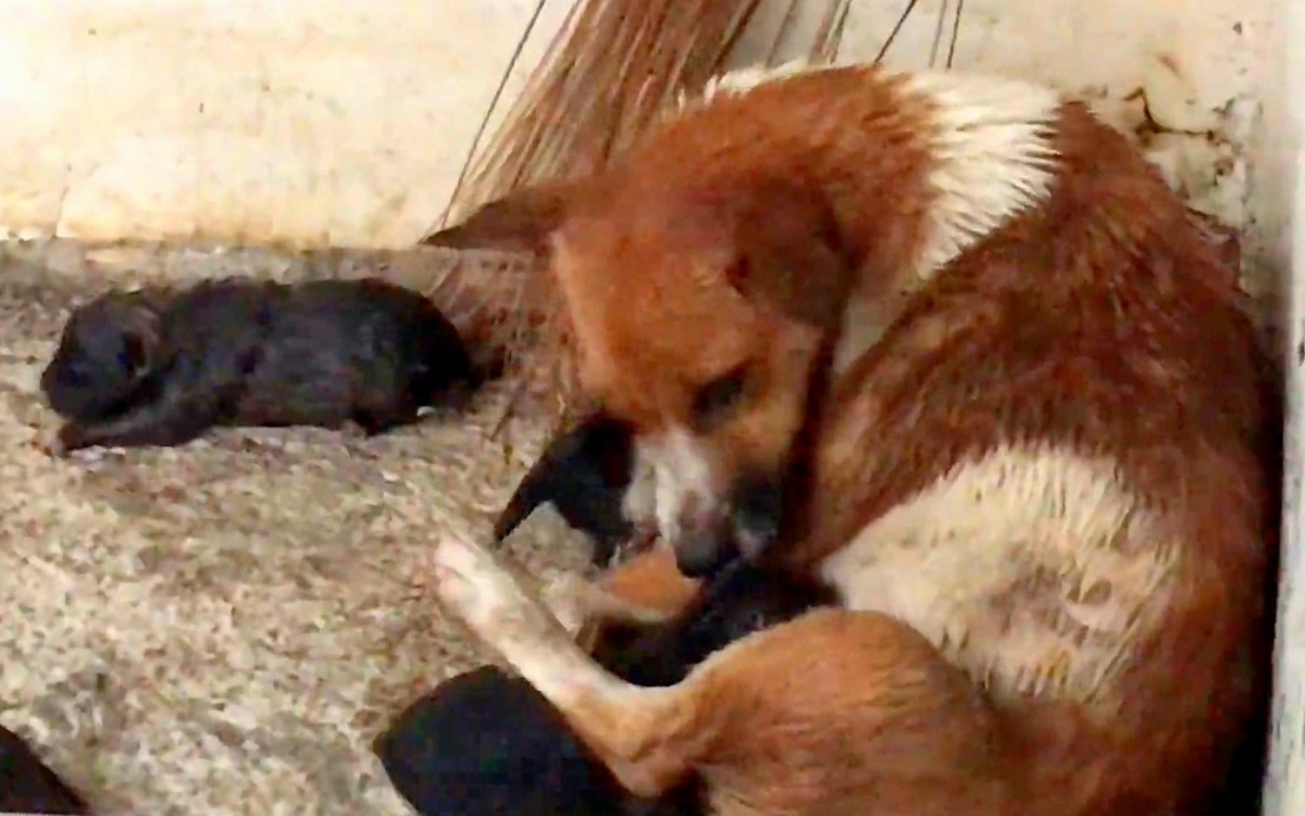 Cagnolina randagia salva i suoi cuccioli