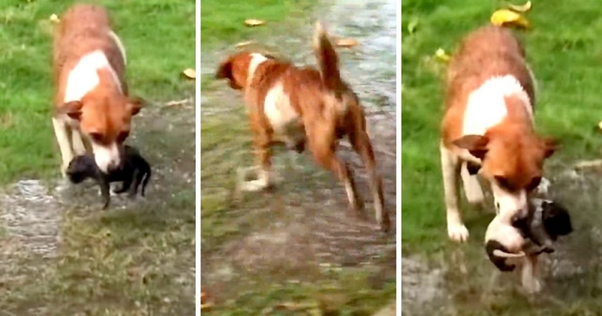 Cagnolina randagia salva i suoi cuccioli
