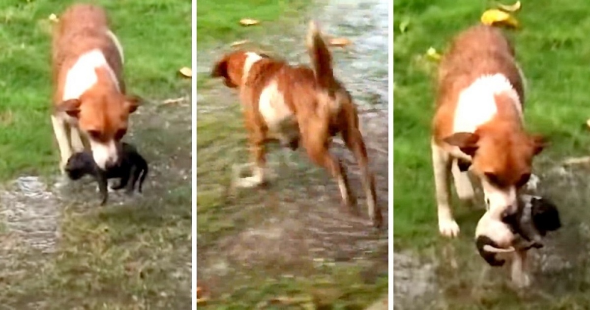 Cagnolina randagia salva i suoi cuccioli