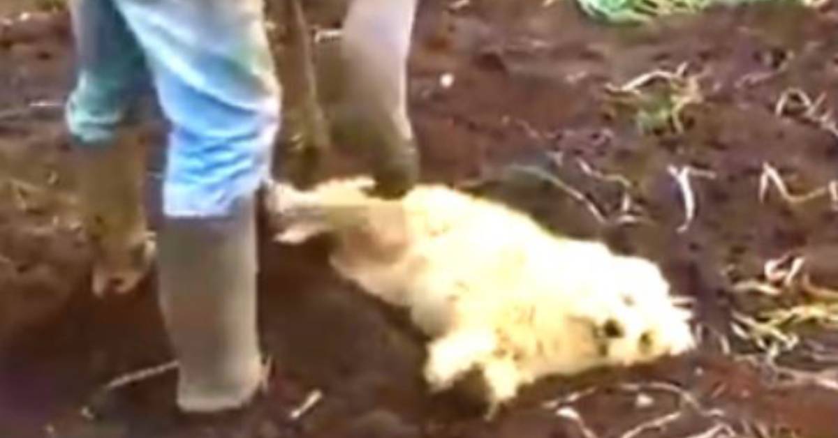 Il cucciolo si e stesso e lui ha iniziato a ricoprirlo di terra. In tanti hanno pensato male invece si trattava di una strana abitudine