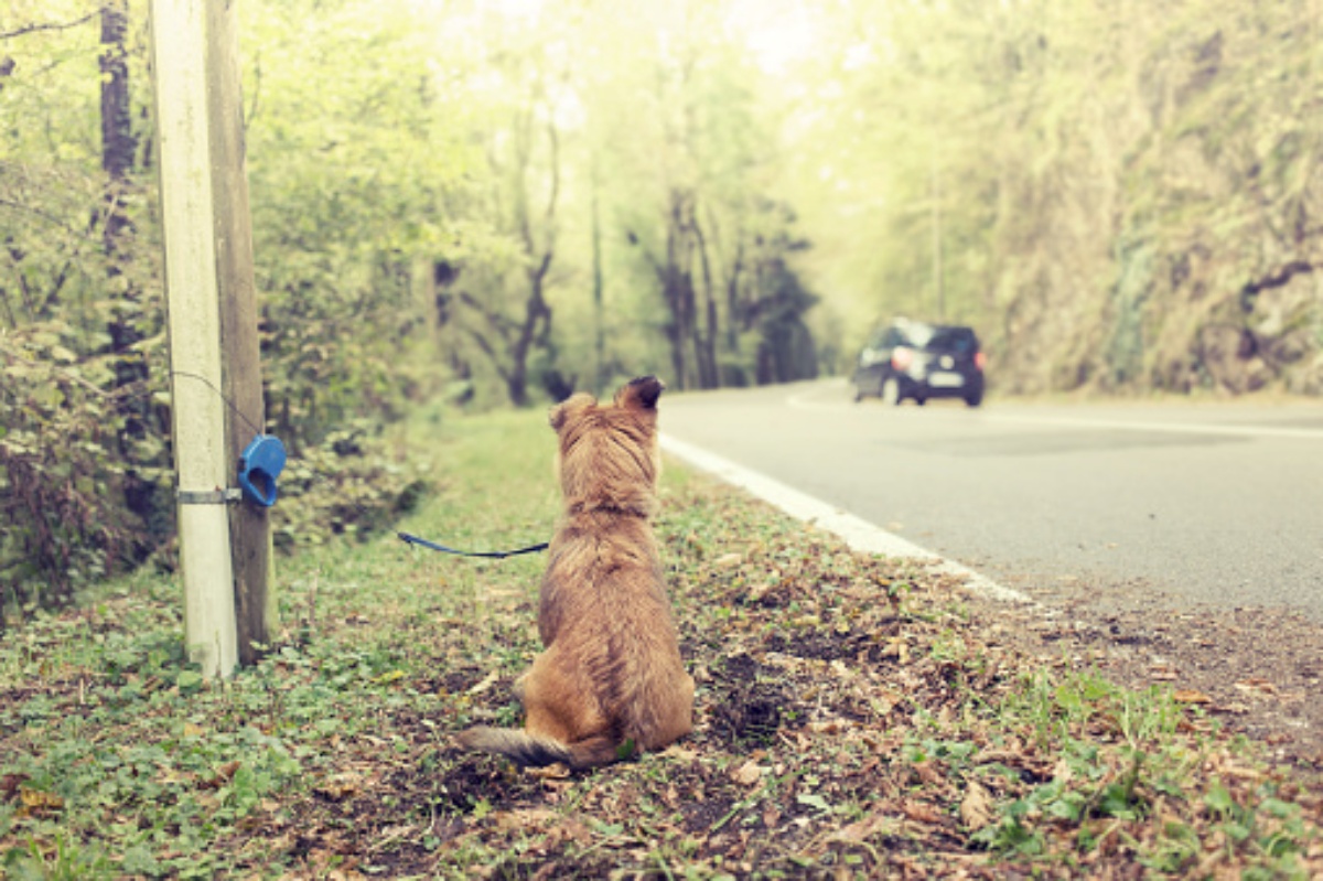 Carabinieri salvano un cagnolino abbandonato