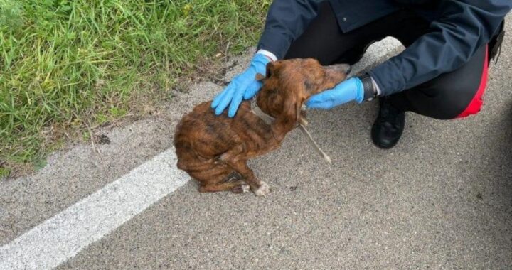 Cagnolino malato e denutrito trovato per strada dai Carabinieri: rintracciato il proprietario. Ecco quanto ha dichiarato