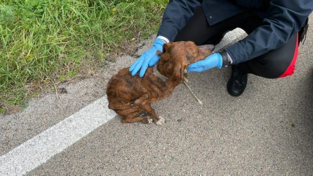 Carabinieri salvano un cagnolino abbandonato 