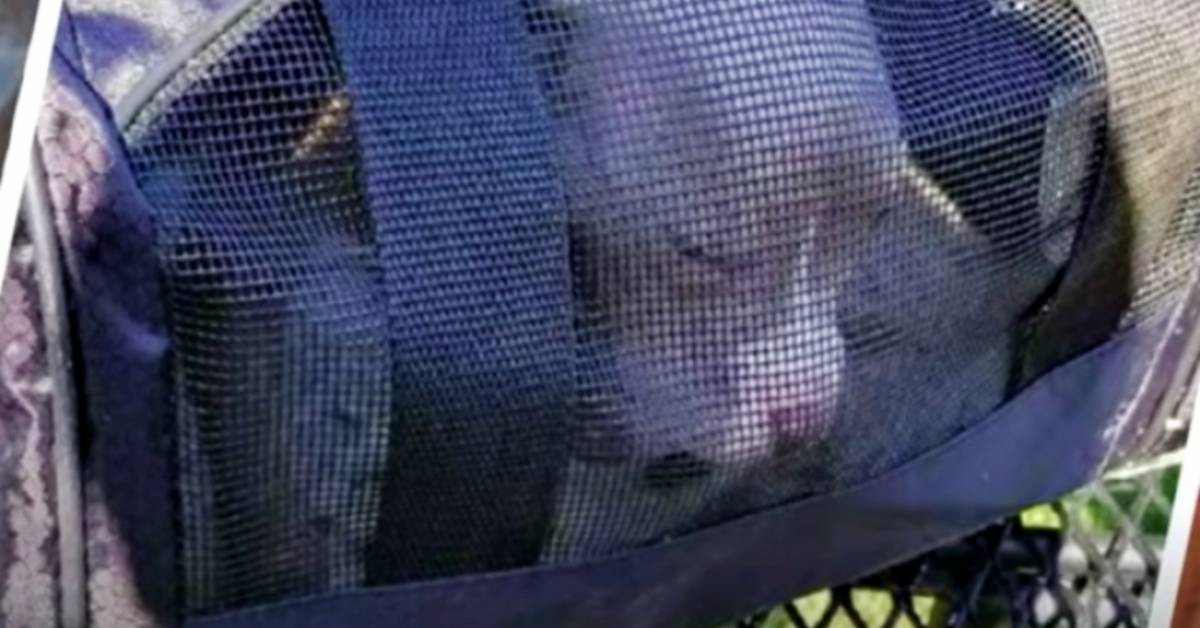 Cucciolo di pitbull disabile abbandonato rinchiuso in una valigia nel bosco