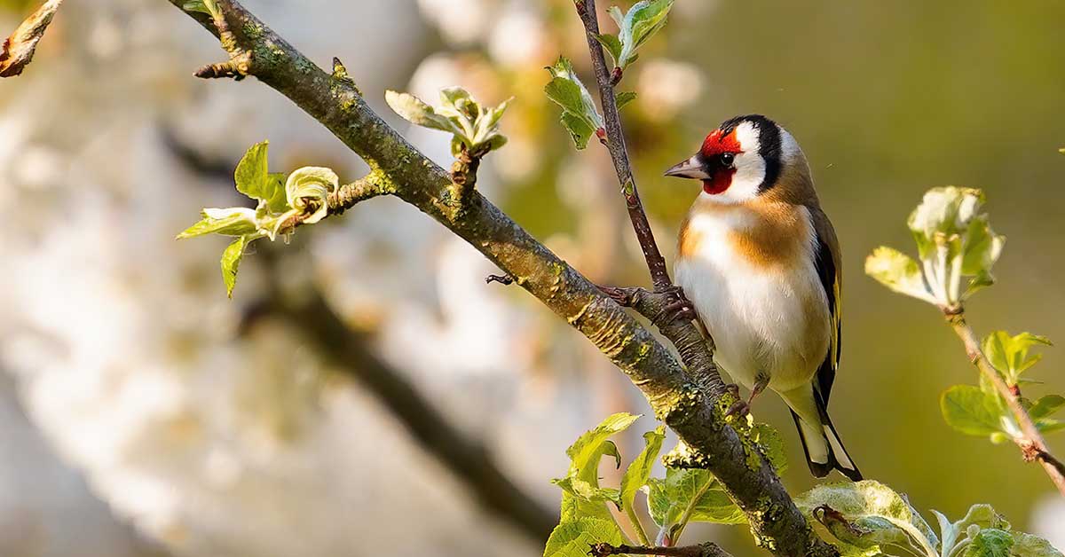 Canarino o cardellino? Cosa dobbiamo sapere se prendiamo un uccellino