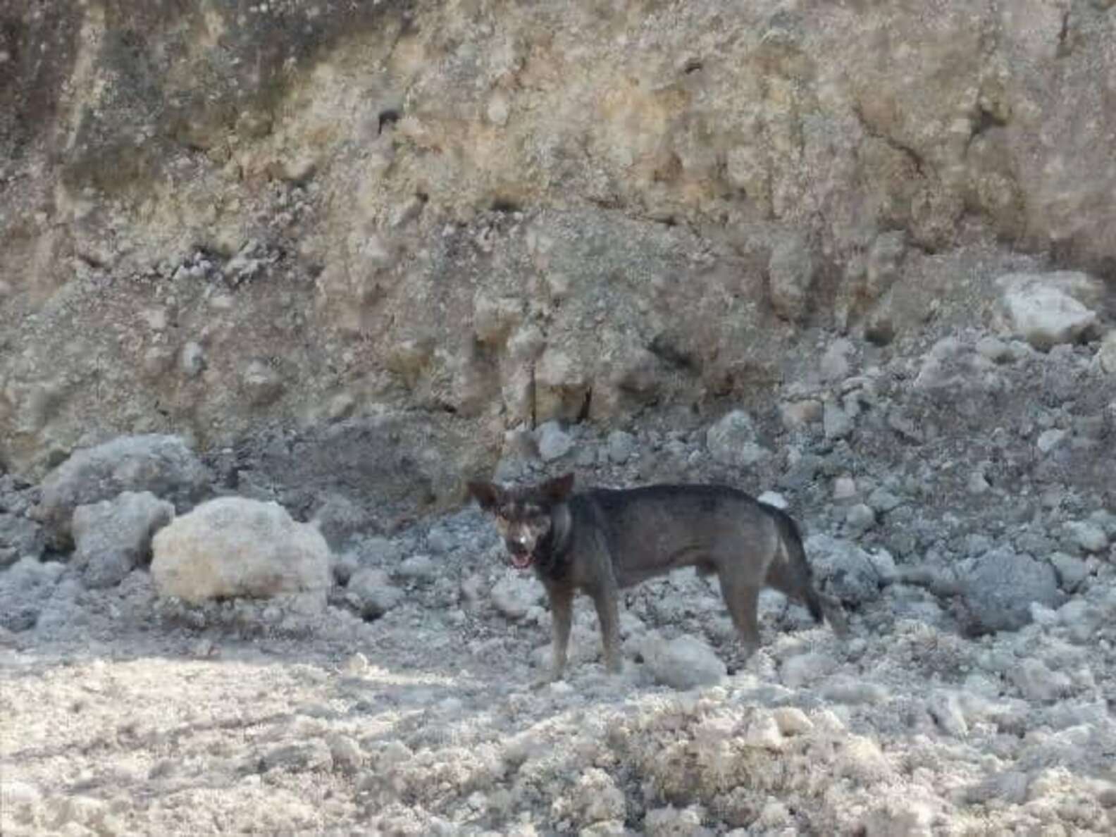 Blacky non è un cane randagio