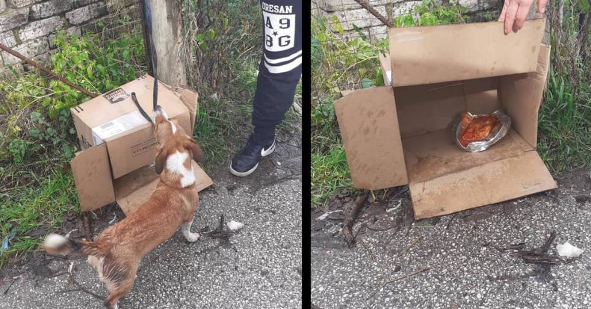 Cucciolo abbandonato legato a un palo in aperta campagna. Gli hanno lasciato una scatola come riparo dalla pioggia e dal freddo e una ciotola di pappa