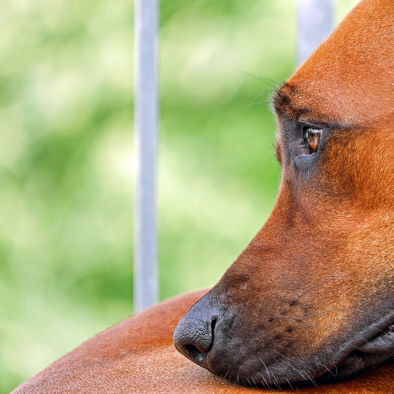 Cane abbandonato corre dietro l'auto