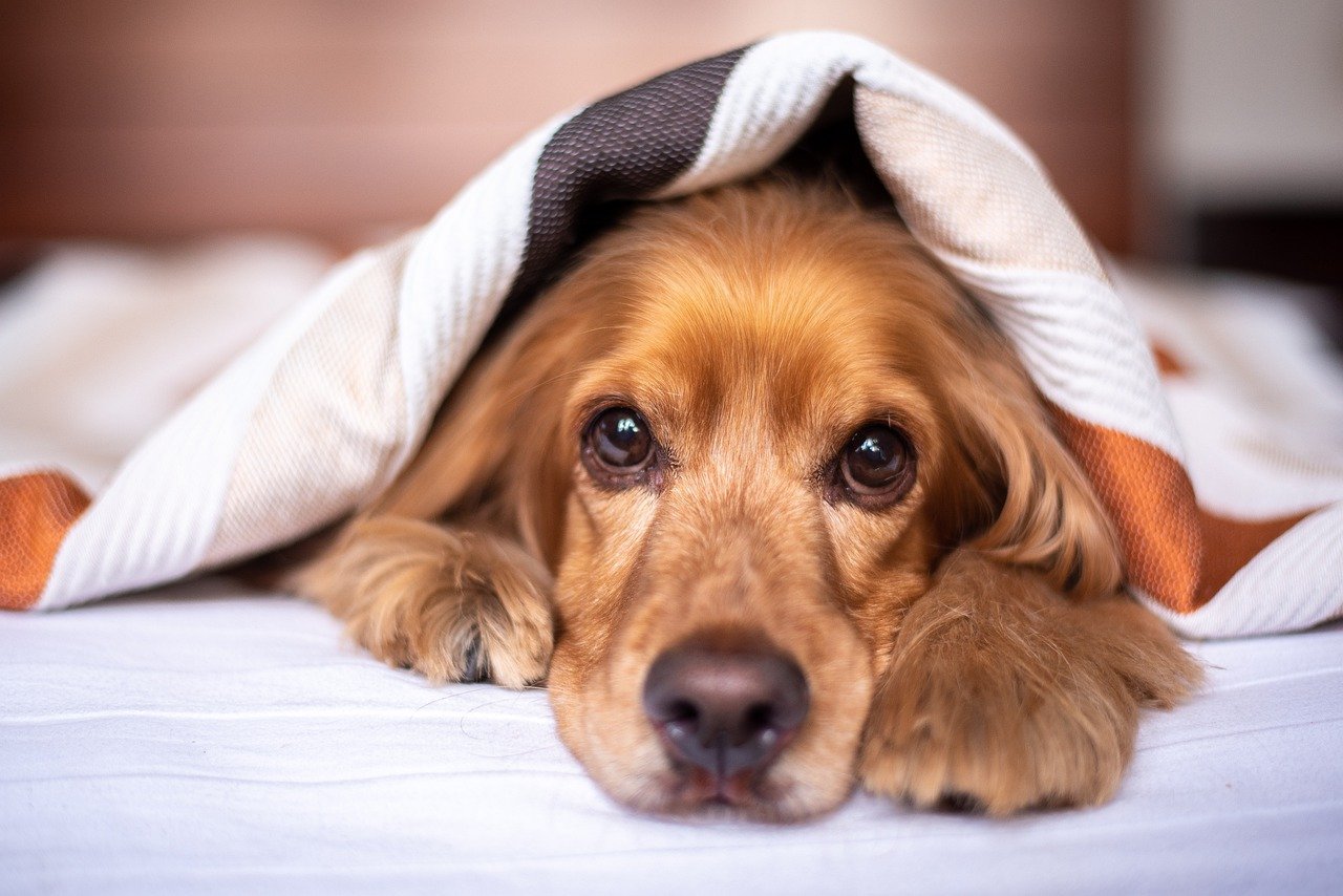 cane aiuta gli anziani