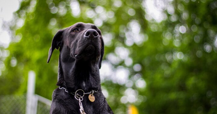 Cane alano come Batman