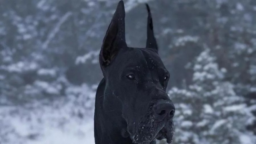 Enzo il cane che assomiglia a un supereroe