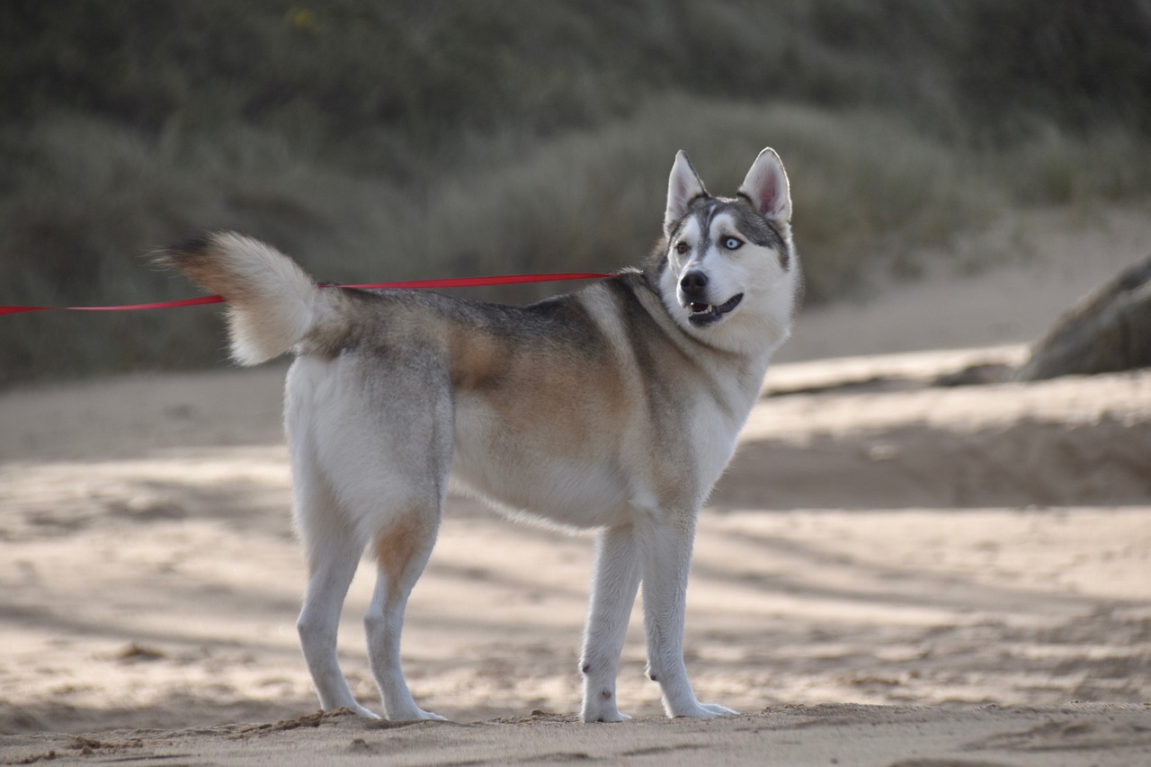 Husky arrabbiato con la sua proprietaria