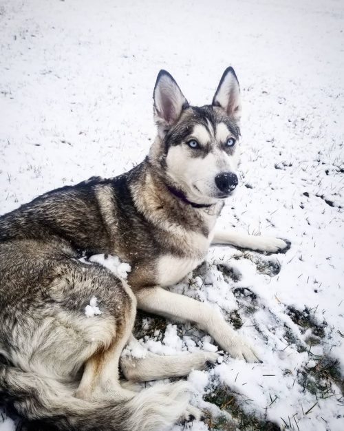 Nala il cane che odia l'esercizio fisico