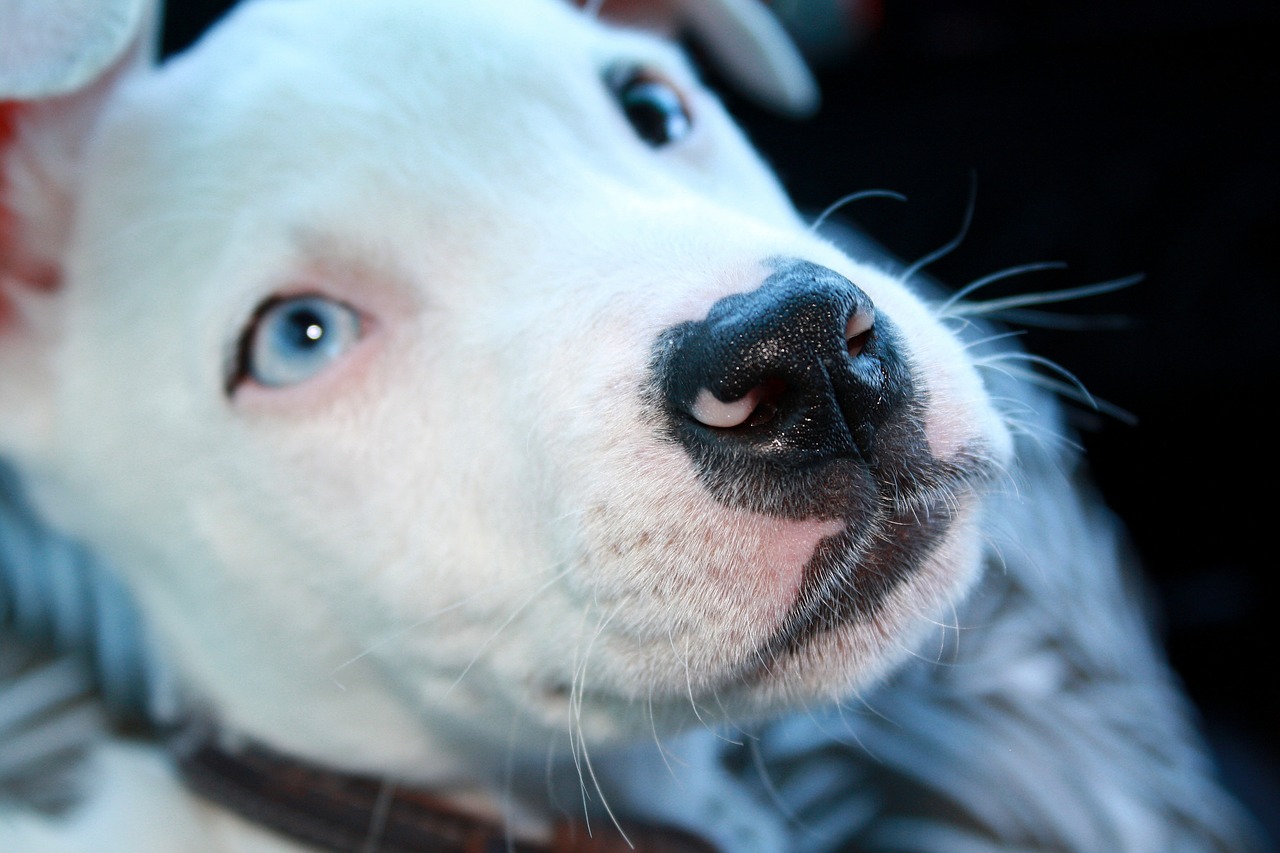 cane impara a lavorare a maglia