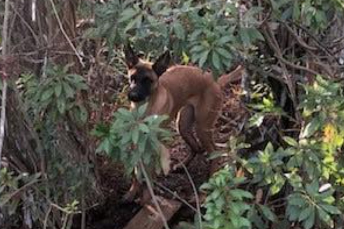 Soccorritori trovano un cane abbandonato in un’isola circondata da alligatori