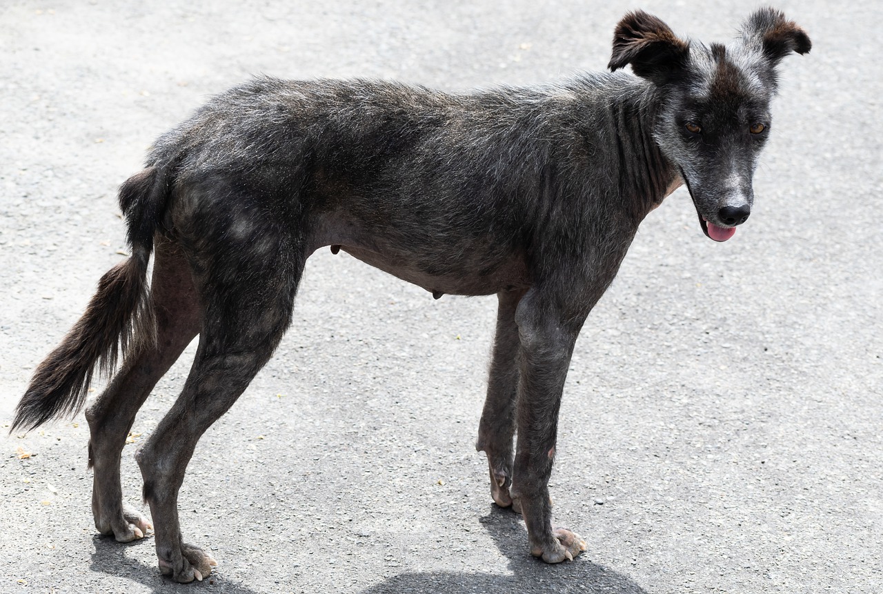 Cane magrissimo e malato aveva bisogno di aiuto urgente