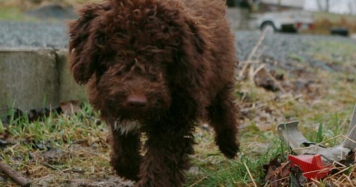 Un altro cane morto folgorato, è il sesto in pochi giorni. Lo straziante racconto del suo proprietario