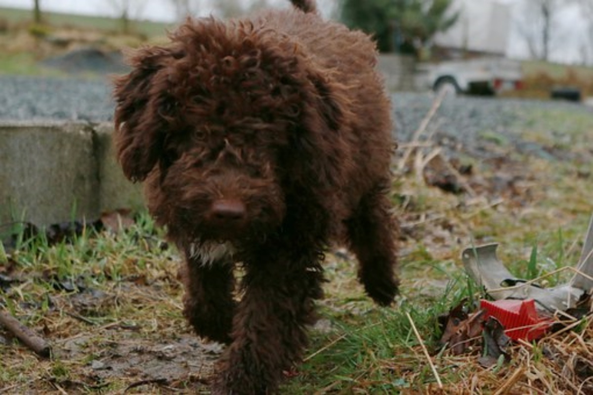 Un altro cane morto folgorato, è il sesto in pochi giorni. Lo straziante racconto del suo proprietario