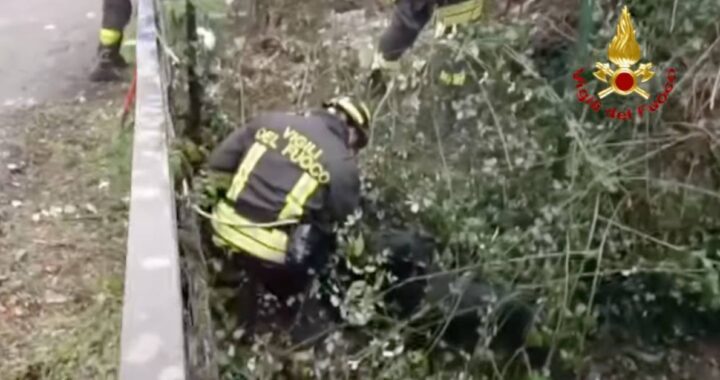 Filago, cane scivolato nel greto del fiume salvato dai pompieri, il video dell'intervento è commovente