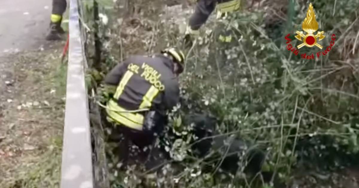 Filago, cane scivolato nel greto del fiume salvato dai pompieri, il video dell’intervento è commovente